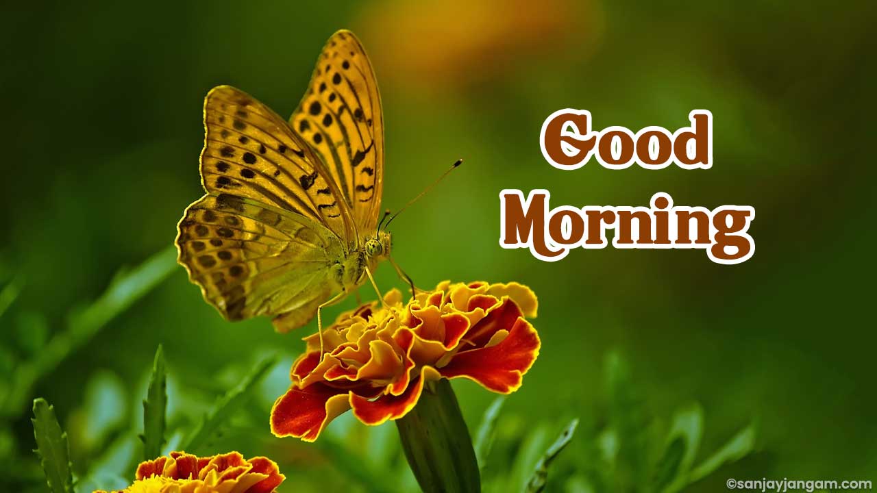 Incredible Compilation of Full 4K HD Good Morning Images - Over 999 ...