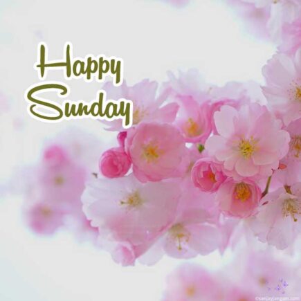 Happy Sunday Images | 1200+ Good Morning Sunday Images