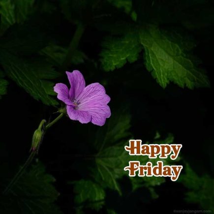 Happy Friday Images | 1100+ Happy Friday Pics & Photos | Sanjay Jangam