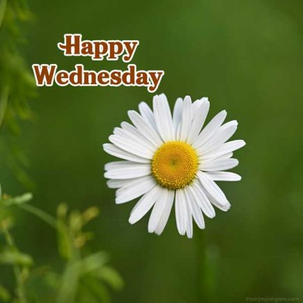 Happy Wednesday Images | 1350+ Wednesday Good Morning Images | Sanjay ...